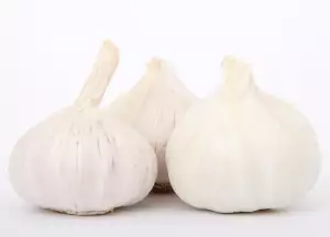 Ozdobný Česnek